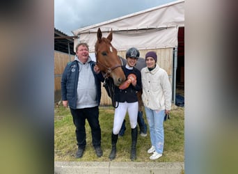 Oldenburg, Mare, 5 years, 16.3 hh, Bay-Dark