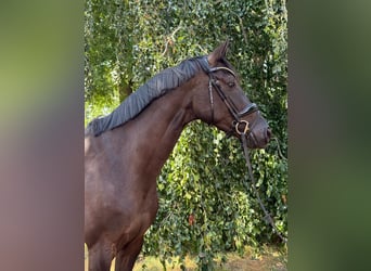 Oldenburg, Mare, 5 years, 16.3 hh, Black