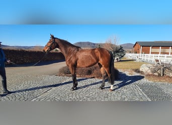 Oldenburg, Mare, 5 years, 16,3 hh, Brown