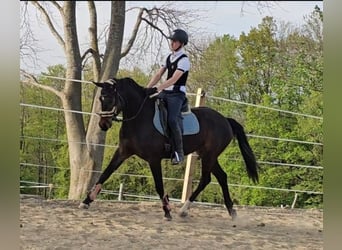 Oldenburg, Mare, 5 years, 16 hh, Bay-Dark