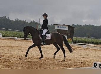 Oldenburg, Mare, 5 years, 16 hh, Bay-Dark