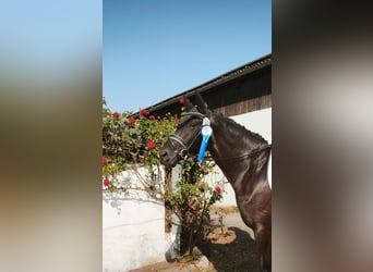 Oldenburg, Mare, 5 years, 16 hh, Black