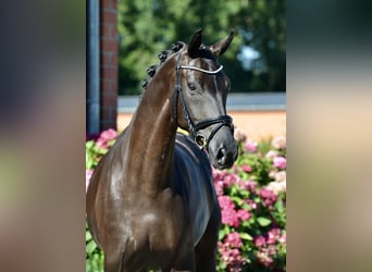 Oldenburg, Mare, 5 years, 16 hh, Black