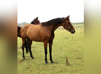 Oldenburg, Mare, 5 years, 16 hh, Brown