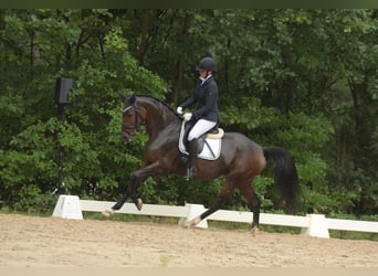 Oldenburg, Mare, 5 years, 16 hh, Brown