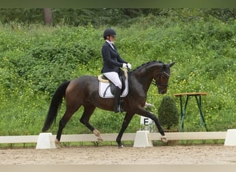Oldenburg, Mare, 5 years, 16 hh, Brown