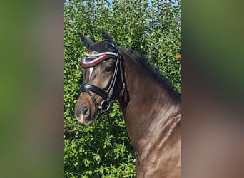 Oldenburg, Mare, 5 years, 16 hh, Brown