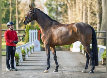 Oldenburg, Mare, 5 years, 16 hh, Brown