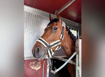 Oldenburg, Mare, 5 years, 16 hh, Brown
