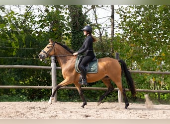 Oldenburg, Mare, 5 years, 16 hh, Buckskin
