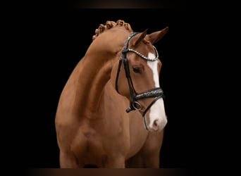 Oldenburg, Mare, 5 years, 16 hh, Chestnut