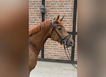 Oldenburg, Mare, 5 years, 16 hh, Chestnut-Red