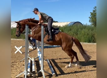 Oldenburg, Mare, 5 years, 16 hh, Chestnut-Red