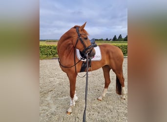 Oldenburg, Mare, 5 years, 16 hh, Chestnut-Red