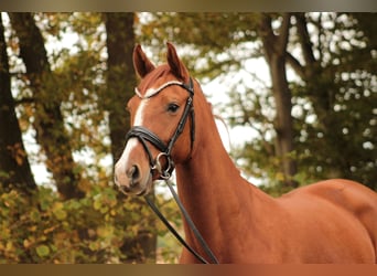 Oldenburg, Mare, 5 years, 16 hh, Chestnut-Red