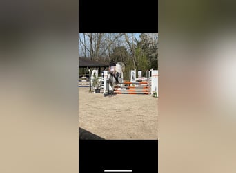Oldenburg, Mare, 5 years, 16 hh, Grey