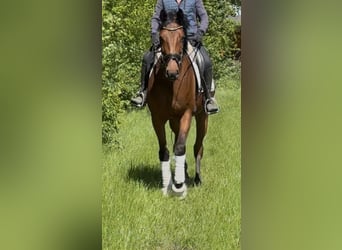 Oldenburg, Mare, 5 years, 16,1 hh, Bay-Dark