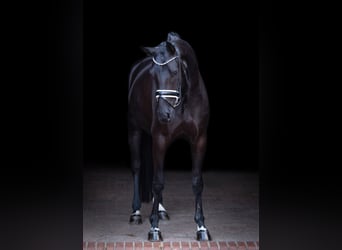 Oldenburg, Mare, 5 years, 16,1 hh, Black