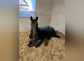 Oldenburg, Mare, 5 years, 16,1 hh, Black