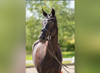 Oldenburg, Mare, 5 years, 16,1 hh, Black