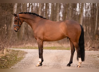 Oldenburg, Mare, 5 years, 16,1 hh, Brown