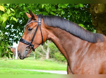 Oldenburg, Mare, 5 years, 16,1 hh, Brown