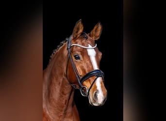 Oldenburg, Mare, 5 years, 16,1 hh, Brown