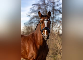 Oldenburg, Mare, 5 years, 16,1 hh, Brown