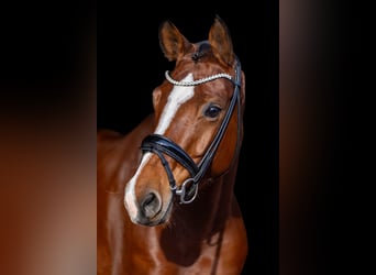 Oldenburg, Mare, 5 years, 16,1 hh, Brown