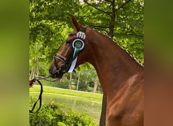 Oldenburg, Mare, 5 years, 16,1 hh, Chestnut