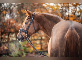Oldenburg, Mare, 5 years, 16,1 hh, Chestnut
