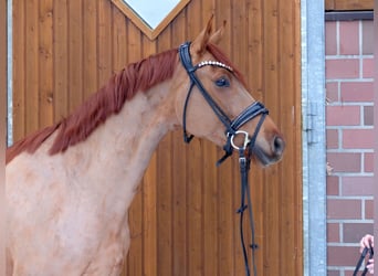 Oldenburg, Mare, 5 years, 16,1 hh, Chestnut-Red
