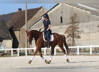 Oldenburg, Mare, 5 years, 16,1 hh, Chestnut-Red