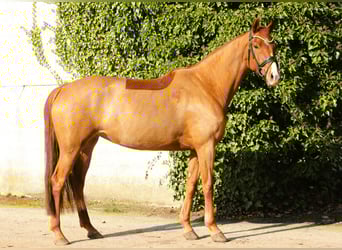 Oldenburg, Mare, 5 years, 16,1 hh, Chestnut-Red