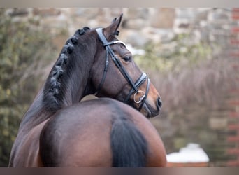 Oldenburg, Mare, 5 years, 16,1 hh