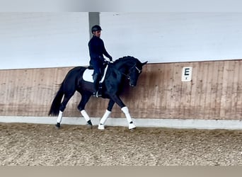 Oldenburg, Mare, 5 years, 16,1 hh