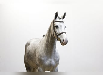 Oldenburg, Mare, 5 years, 16,1 hh, Grey