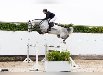 Oldenburg, Mare, 5 years, 16,1 hh, Grey