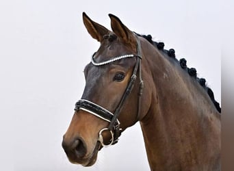 Oldenburg, Mare, 5 years, 16,2 hh, Bay-Dark