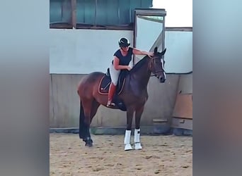 Oldenburg, Mare, 5 years, 16,2 hh, Brown