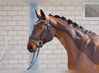 Oldenburg, Mare, 5 years, 16,2 hh, Brown