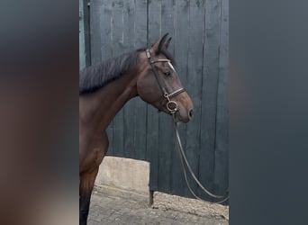 Oldenburg, Mare, 5 years, 16,2 hh, Brown