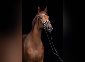 Oldenburg, Mare, 5 years, 16,2 hh, Chestnut-Red