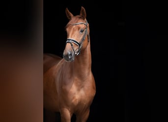 Oldenburg, Mare, 5 years, 16,2 hh, Chestnut-Red