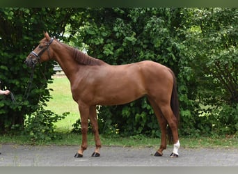 Oldenburg, Mare, 5 years, 16,2 hh, Chestnut-Red
