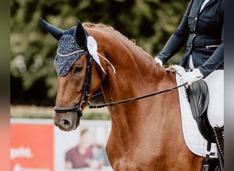 Oldenburg, Mare, 5 years, 16,2 hh, Chestnut-Red