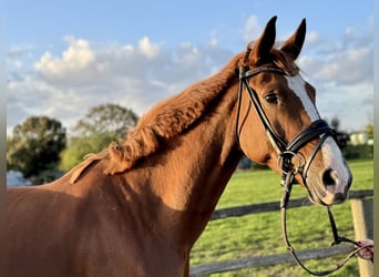Oldenburg, Mare, 5 years, 16,2 hh, Chestnut-Red