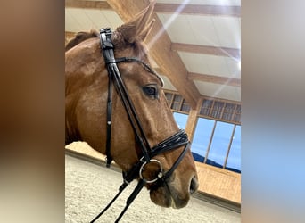 Oldenburg, Mare, 5 years, 16,2 hh, Chestnut-Red