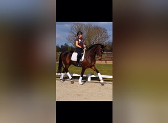 Oldenburg, Mare, 5 years, 16,3 hh, Bay-Dark