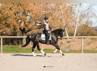 Oldenburg, Mare, 5 years, 16,3 hh, Bay-Dark